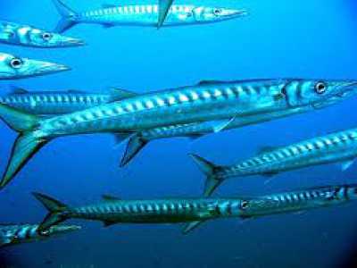 Barracuda